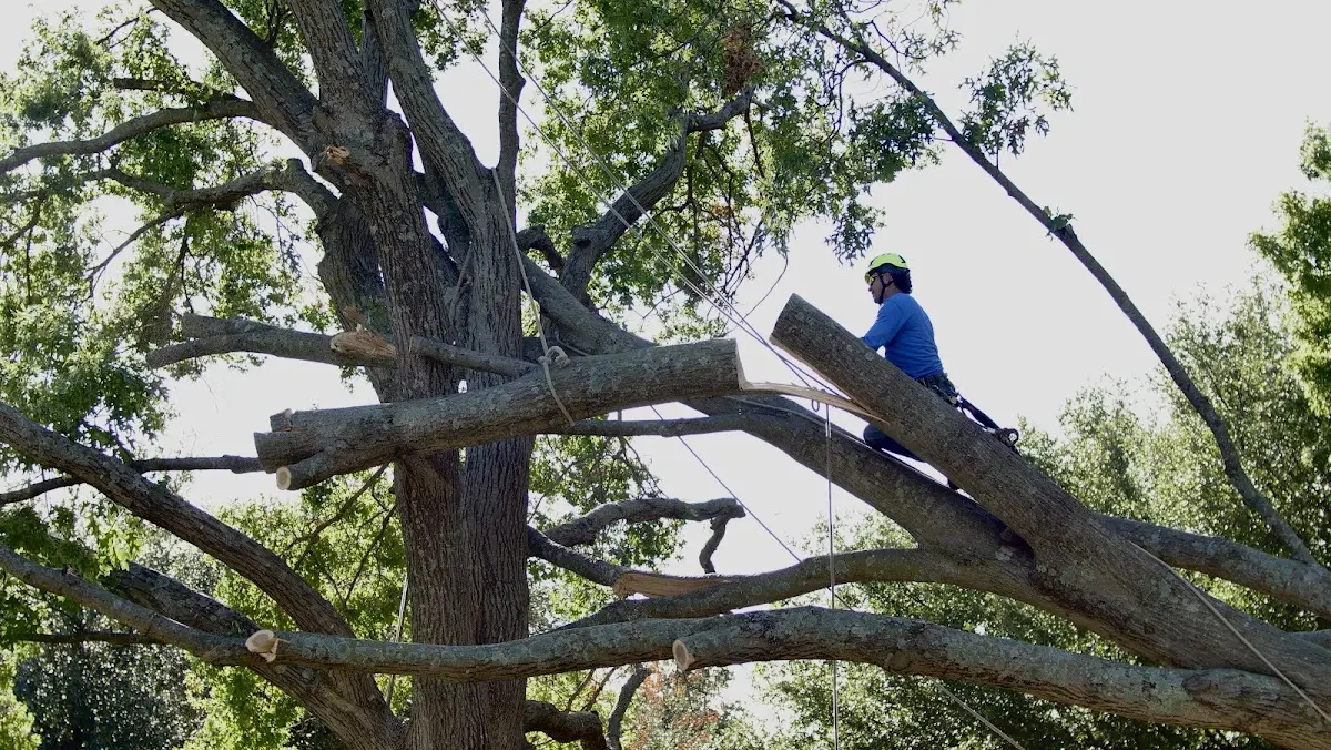 Professional Hazardous Tree Removal performed by certified arborists in Iaeger