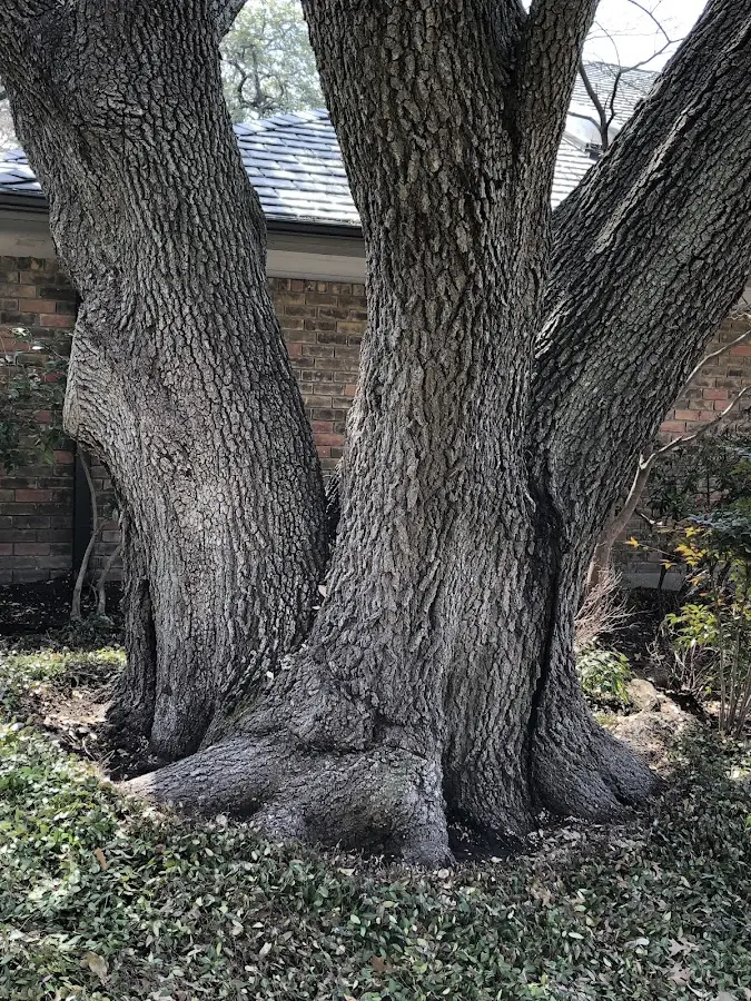 Mature heritage tree close to a Iaeger property cared for by certified arborists